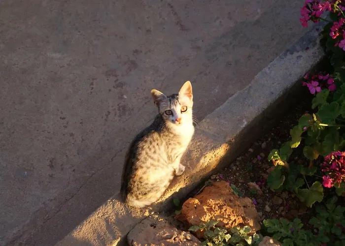 Vila Milo